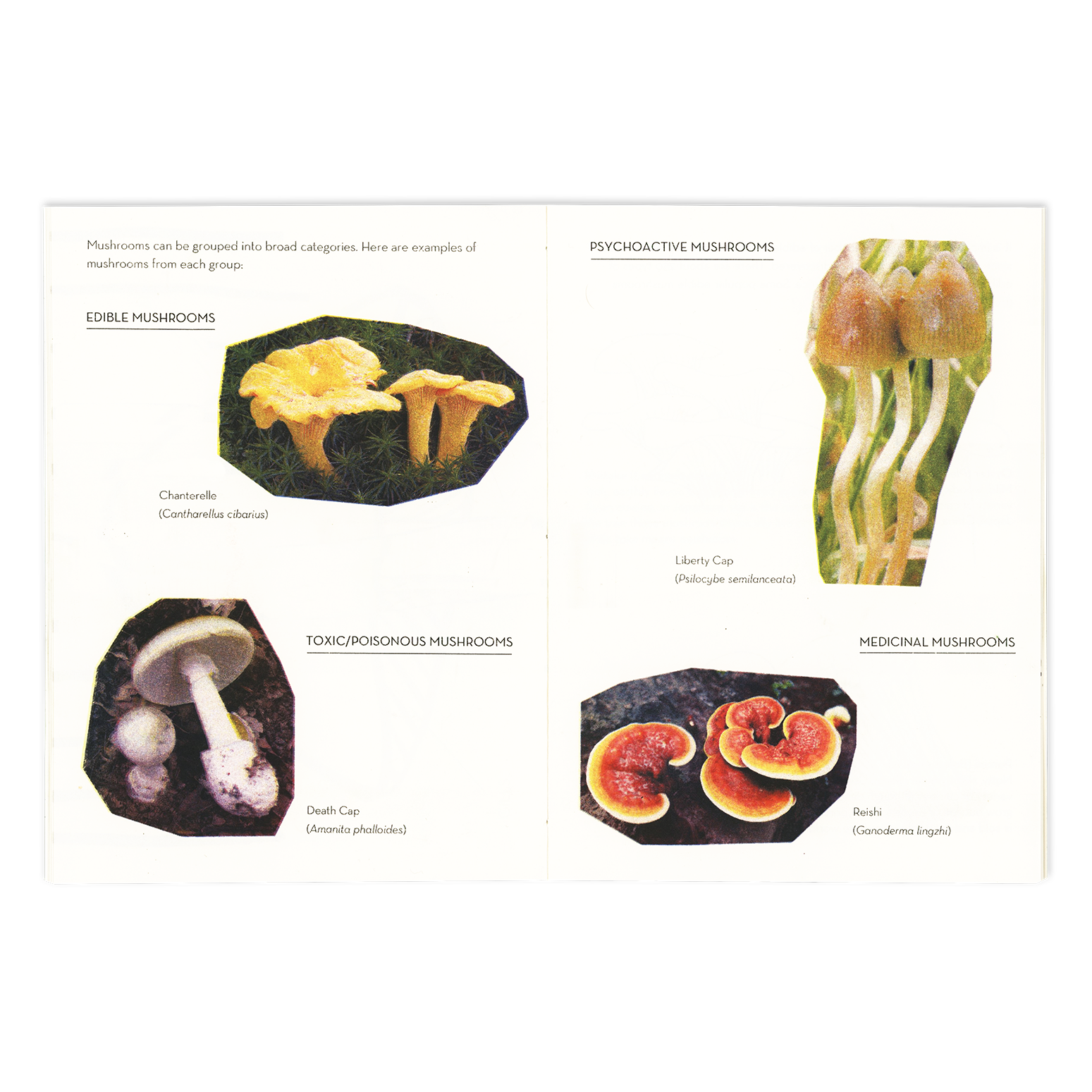 SibbaHartunian_Mushrooms2.png