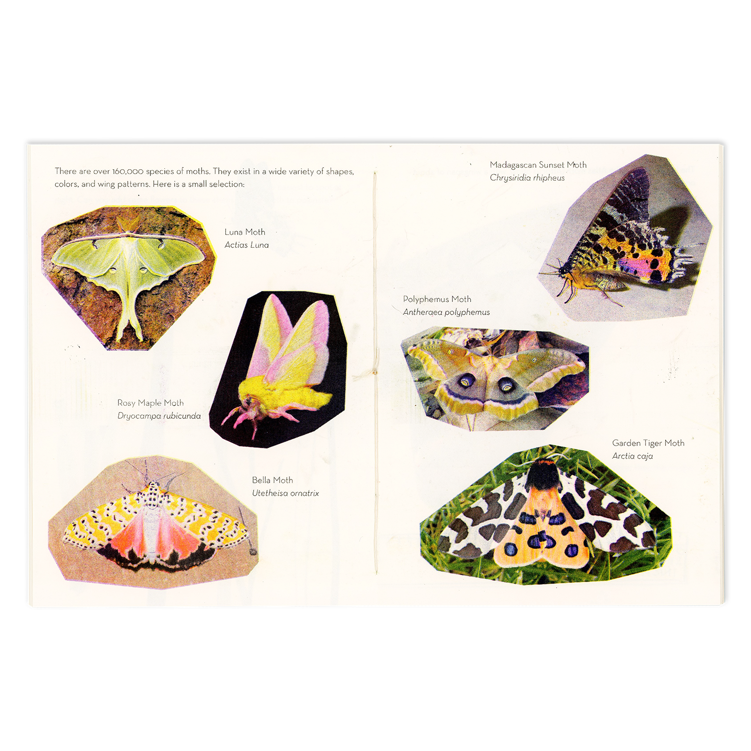 SibbaHartunian_Moths2.png