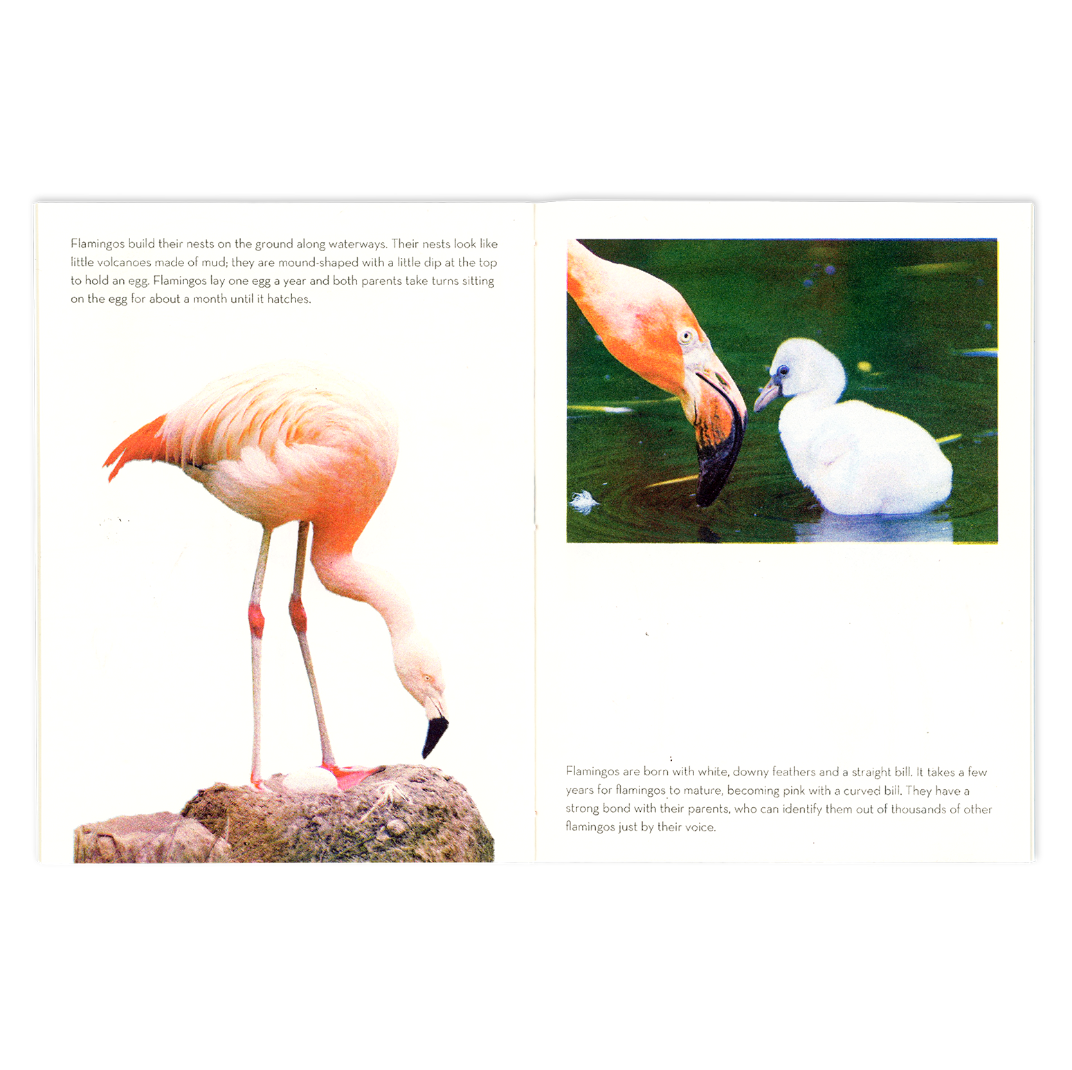 SibbaHartunian_Flamingos2.png