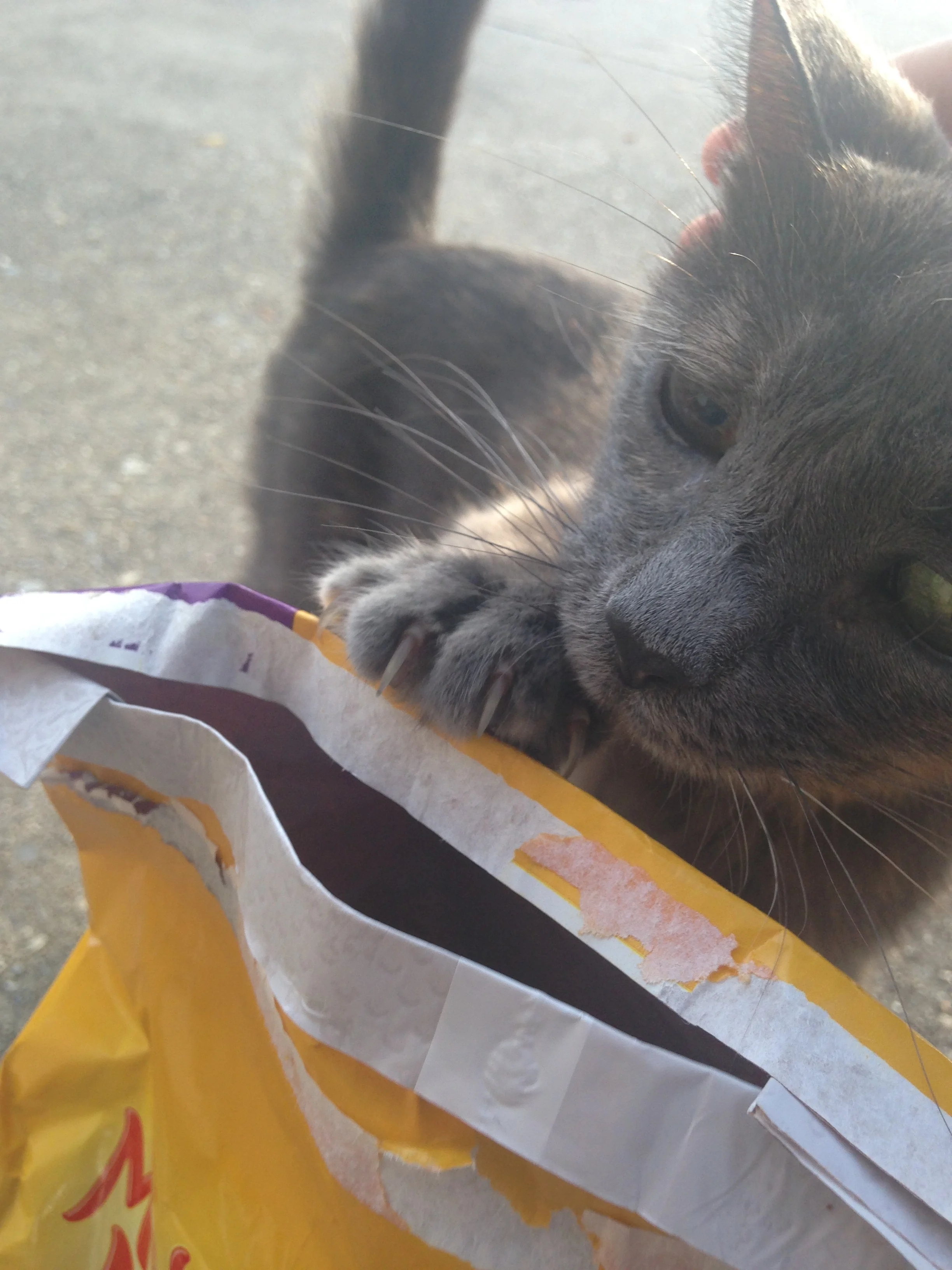 Poetry Analysis: "Fleas"