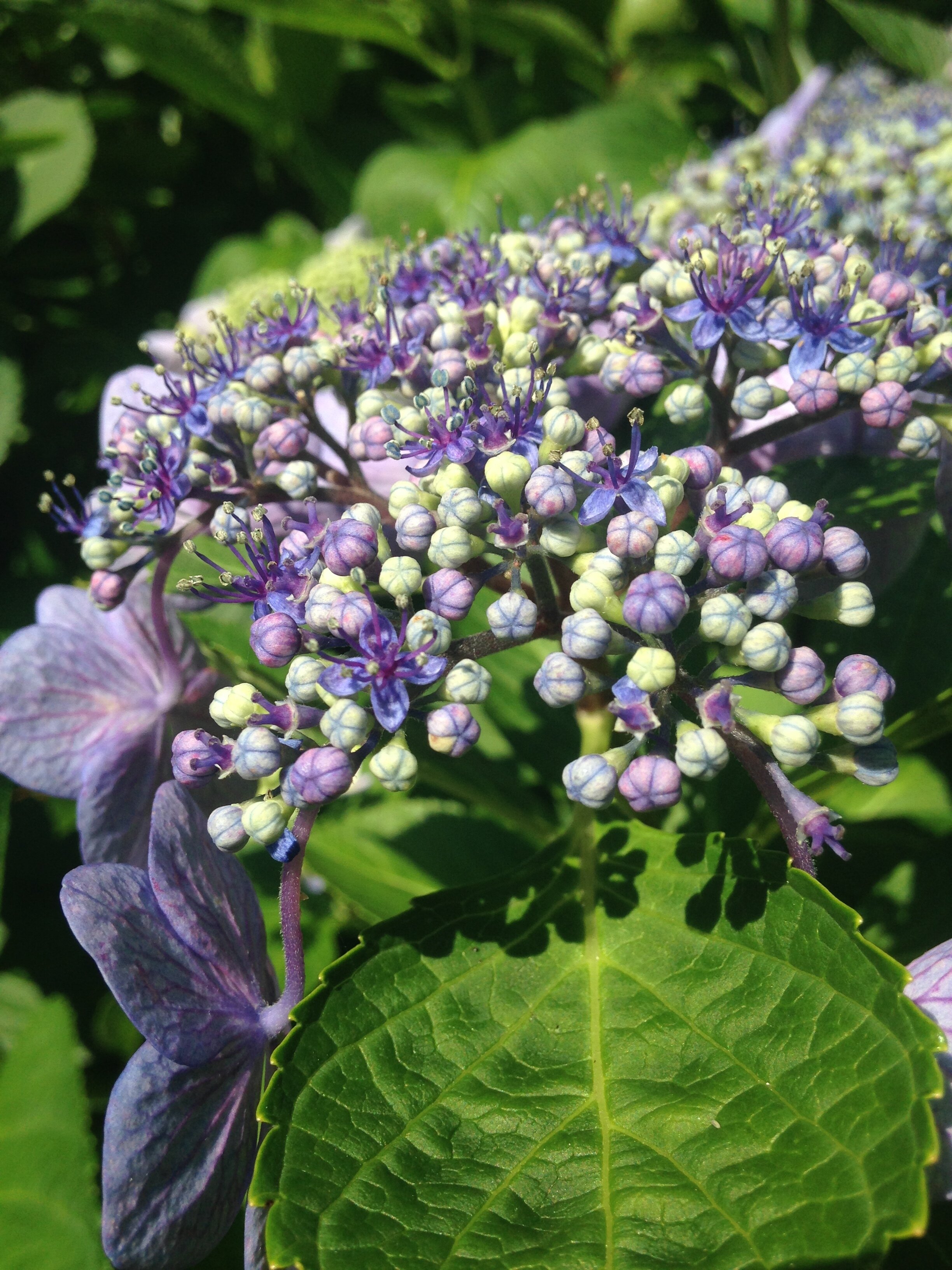 Poetry Analysis: "First Fig"
