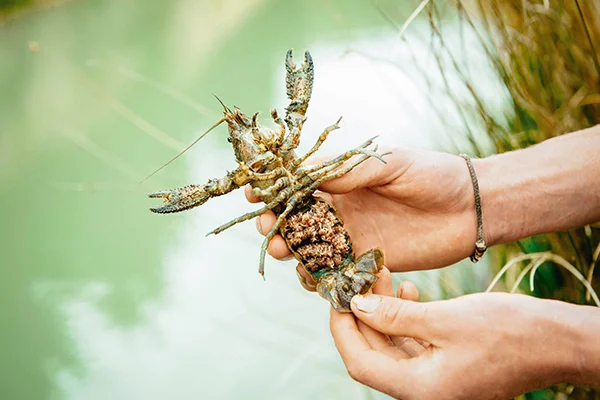 KEEWAI | Freshwater Crayfish