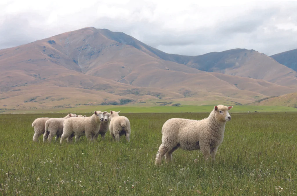 IMG_6468-edit-sheep-out-rotate-1-1024x678.jpg