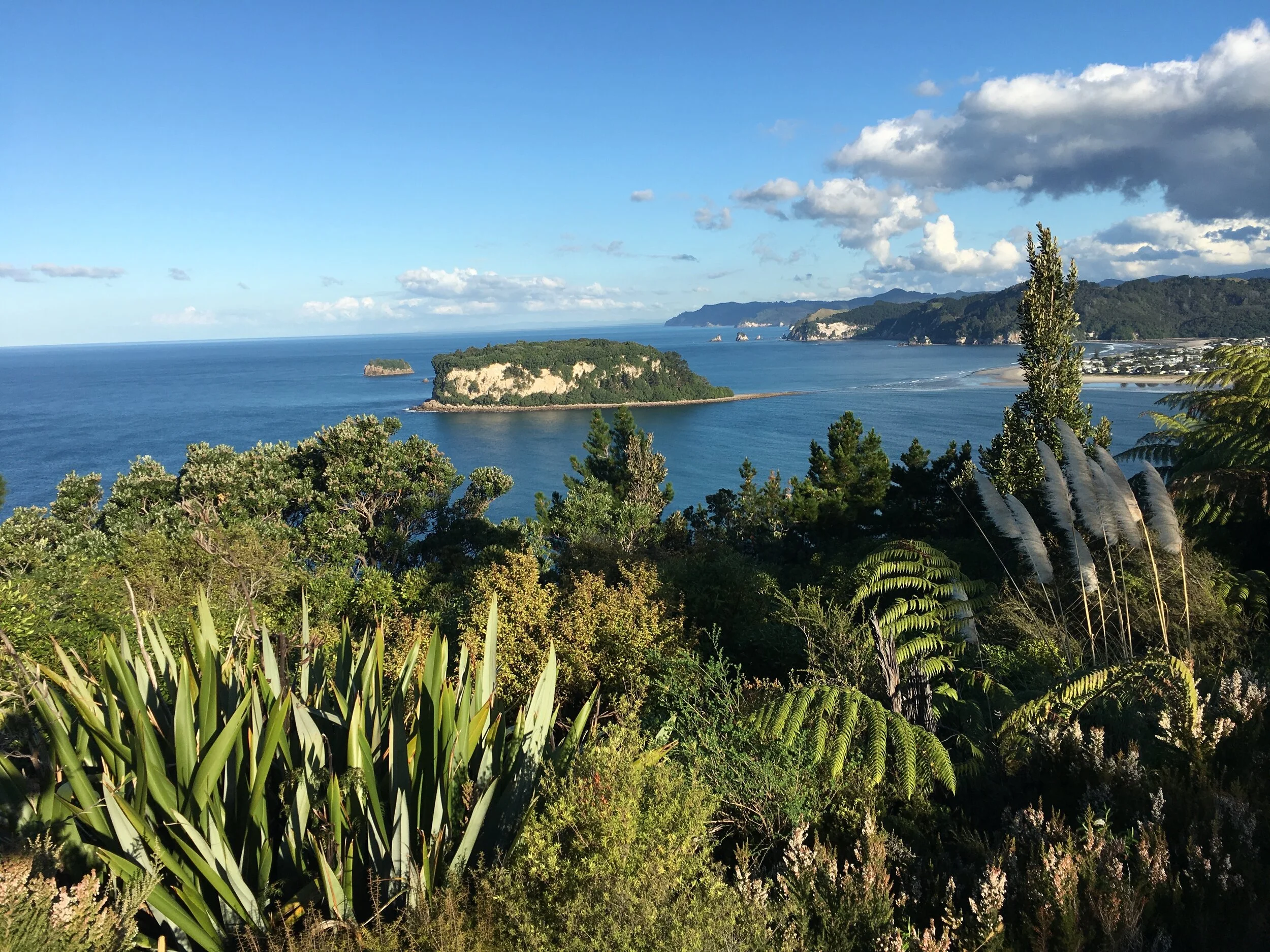 Wayne Laurenson - Overlooking Whanagamata Harbor.jpeg