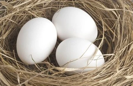 cahatchwhitehatchingeggs.jpg