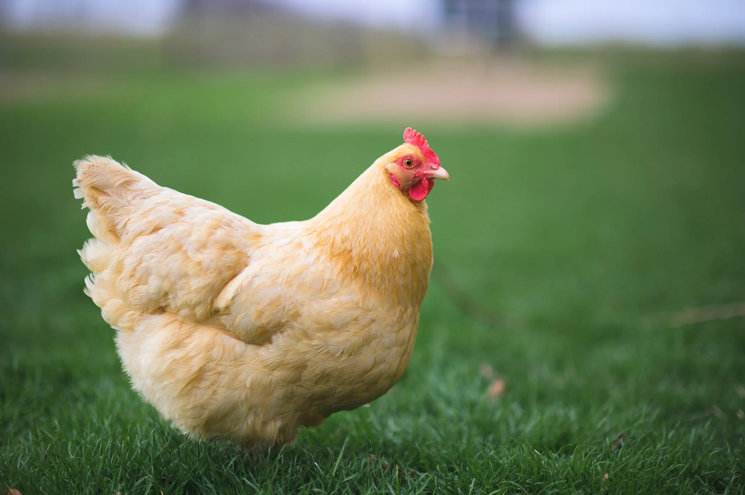 Buff Orpington | Coop-Ready | 7-8 Weeks Old