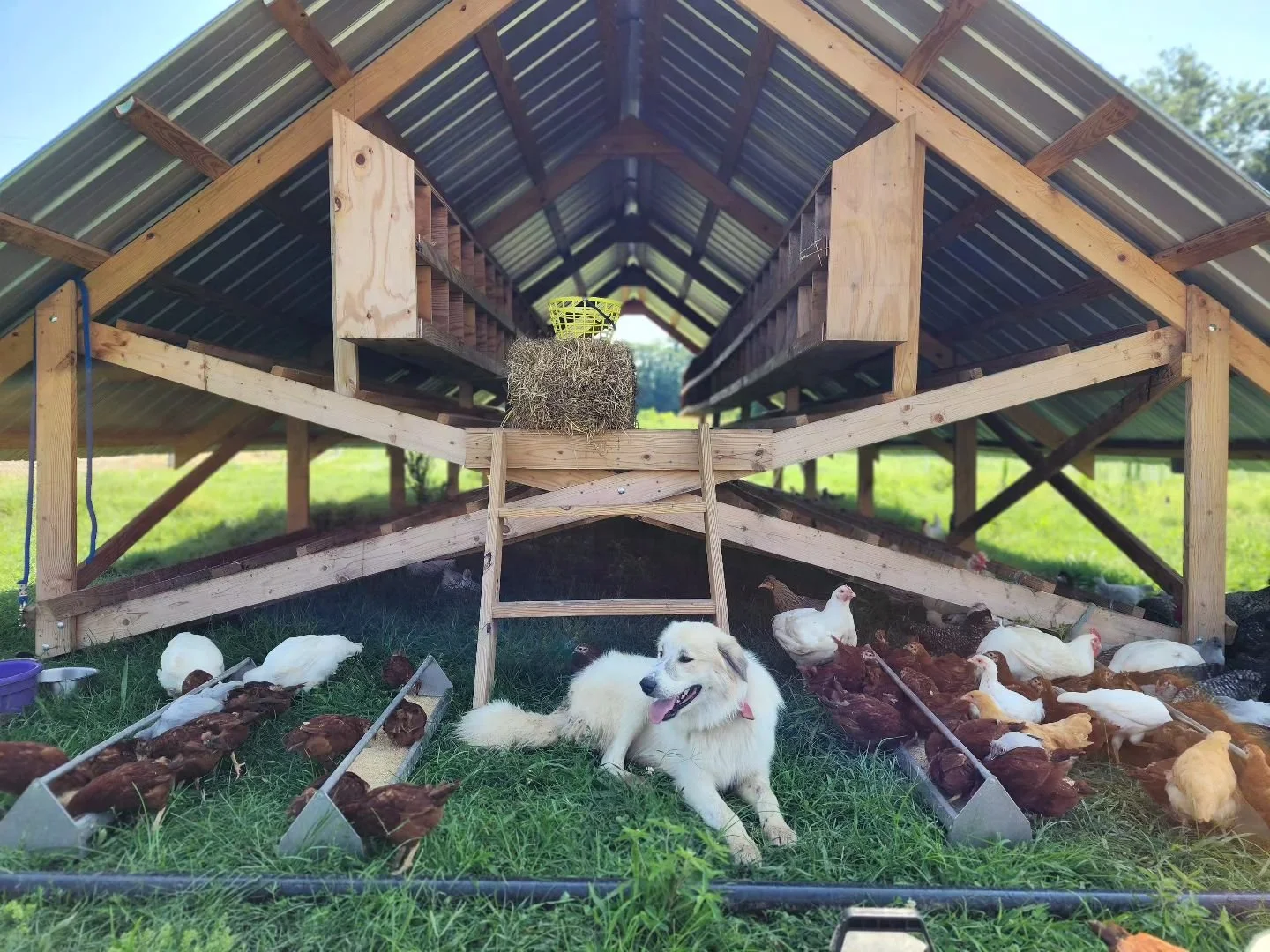 KEEPING A HOUSE CHICKEN HOW WHEN AND WHY visual data 7