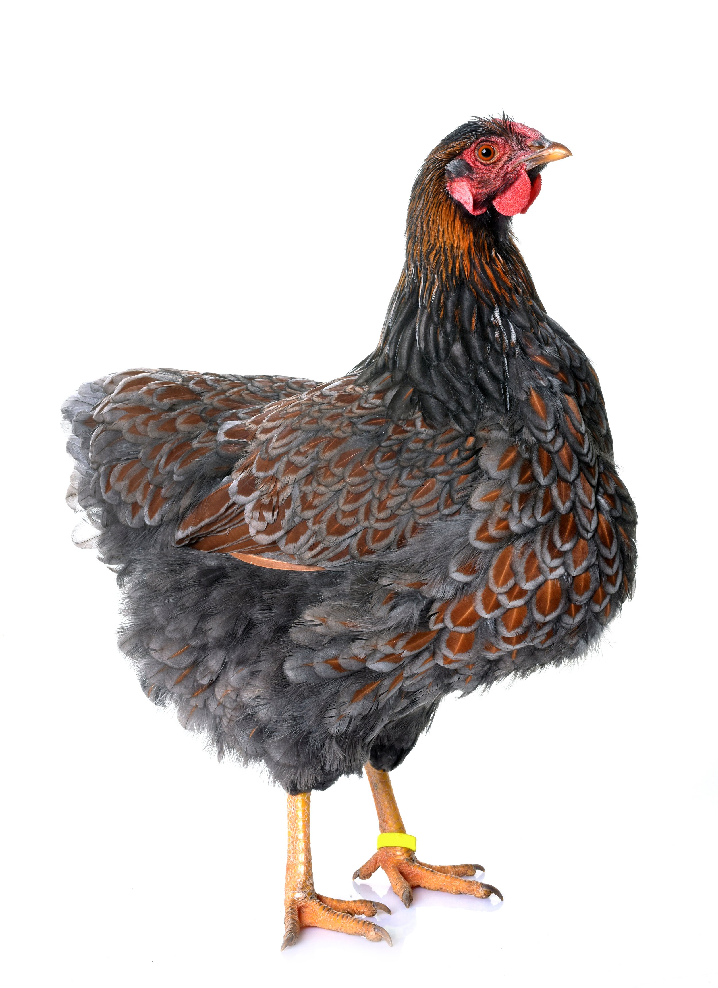 shutterstock_1019539996.jpg