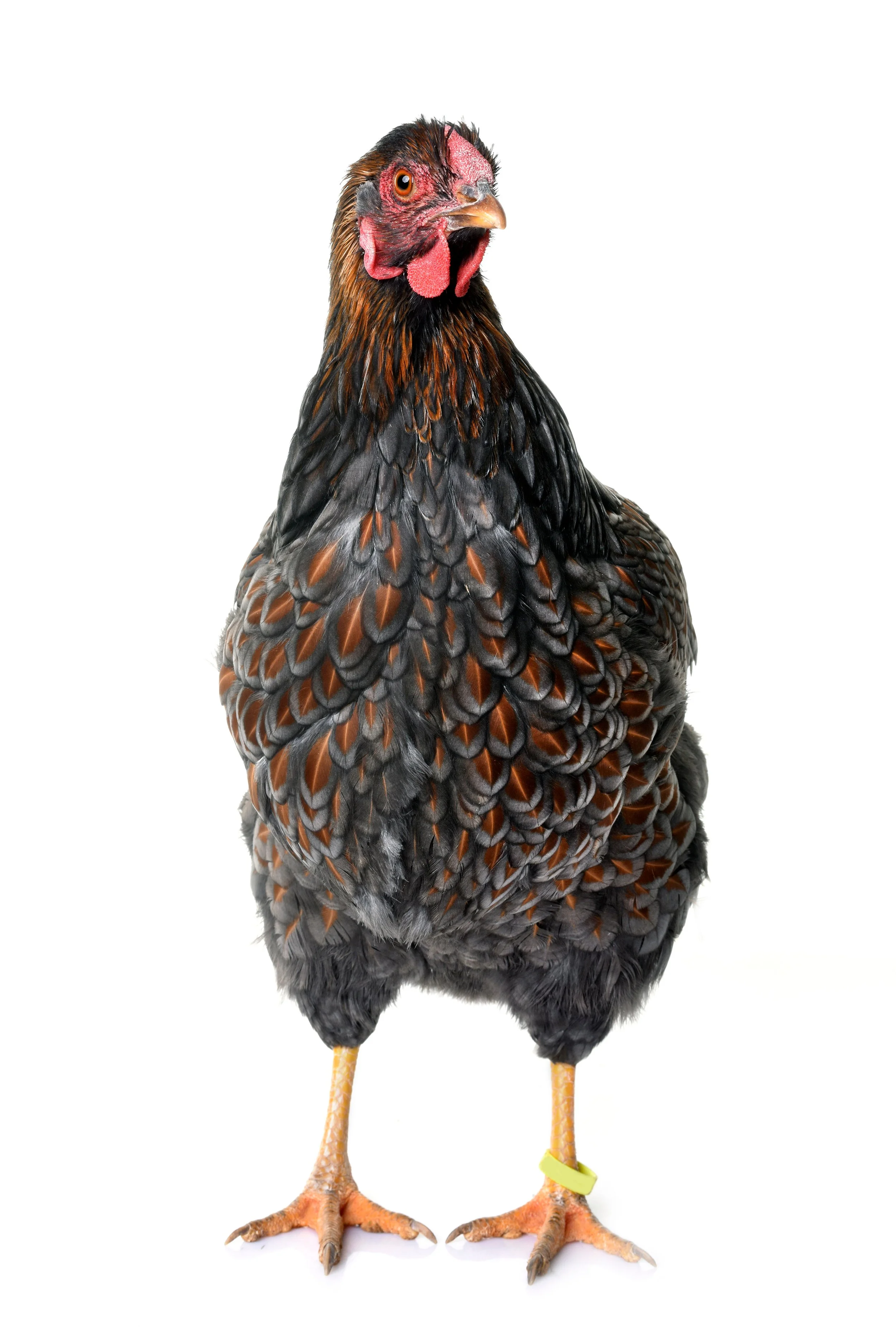 shutterstock_1046474854.jpg