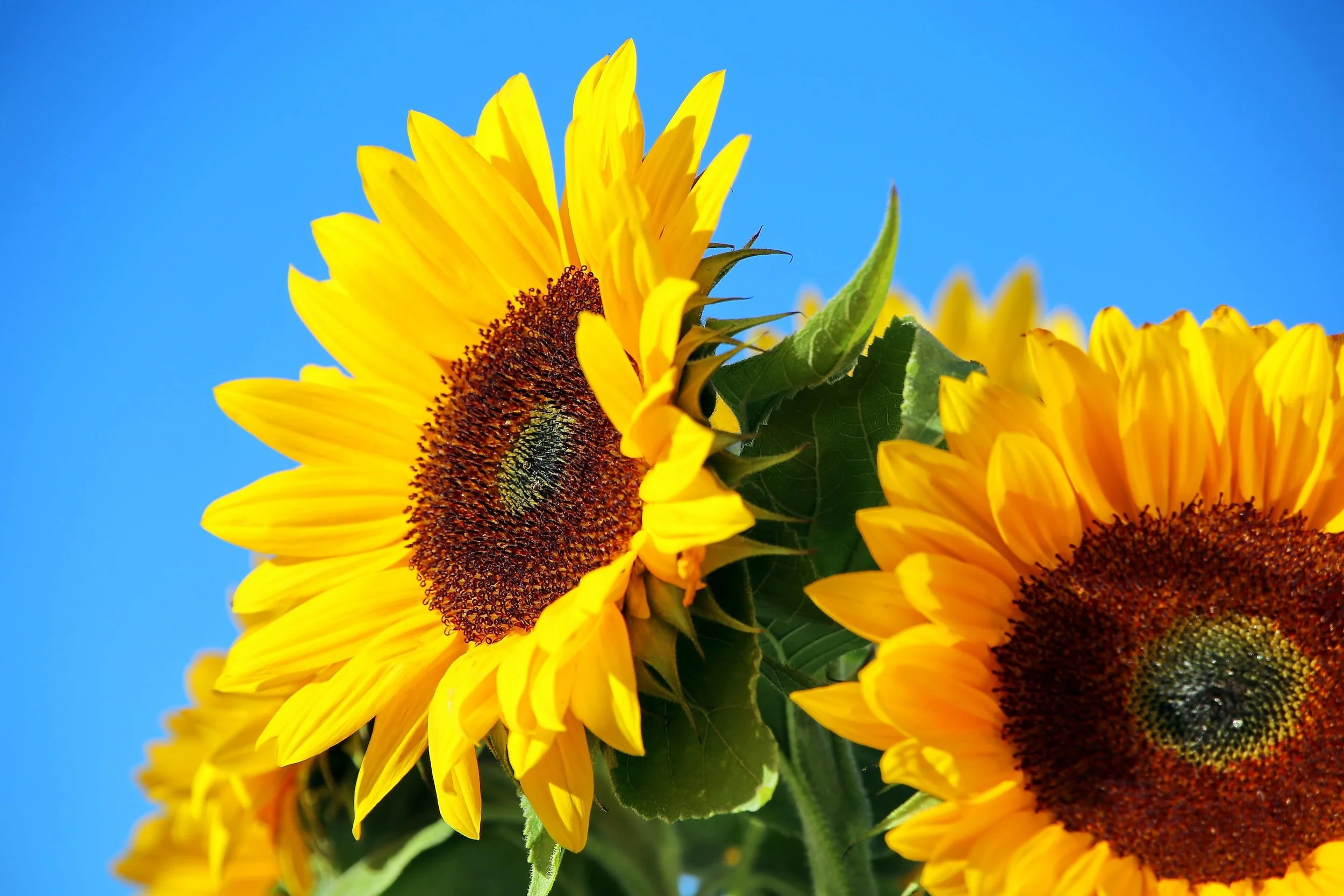 Sunflower against blue sky representing the freedom of psychedelic therapy & psilocybin therapy for depression