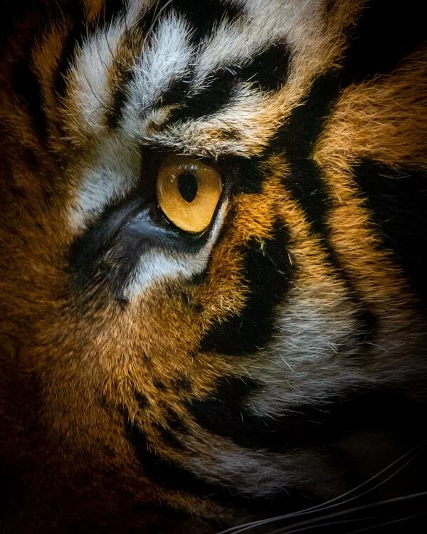 Should you run from the “tiger”? Ask your truest voice