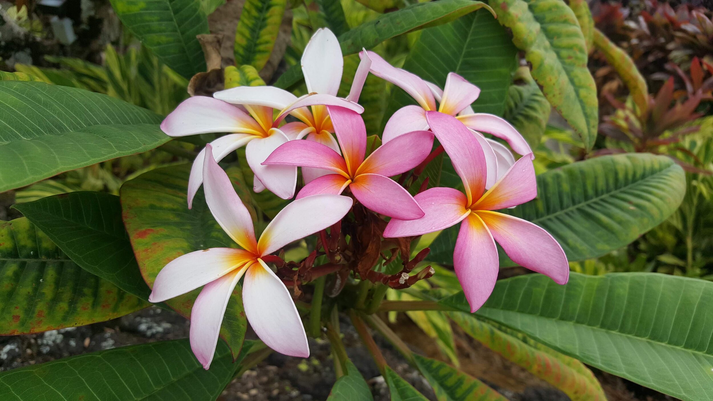 20190722_095511.jpg