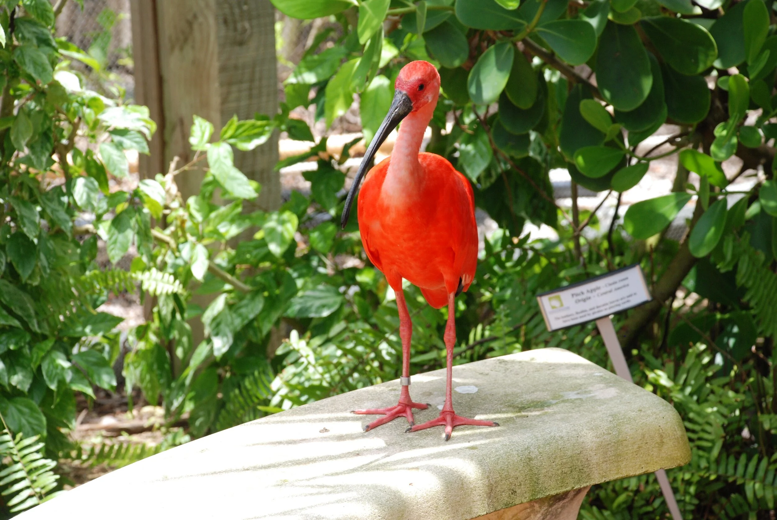 Disney Cruise 2013 181.JPG