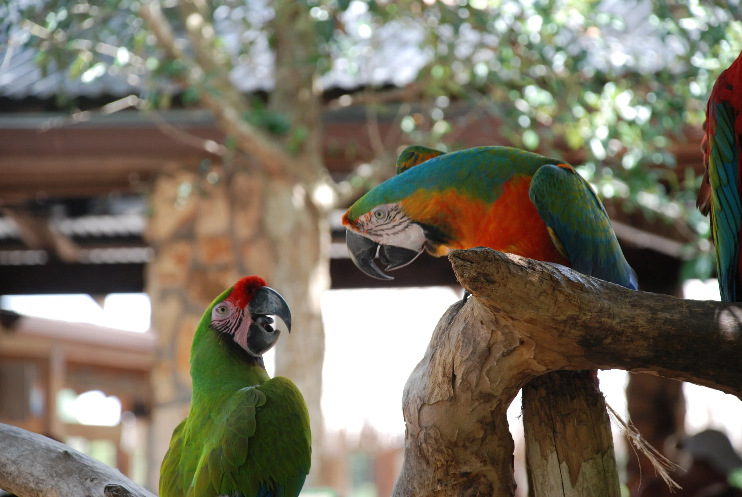 Disney Cruise 2013 397.JPG