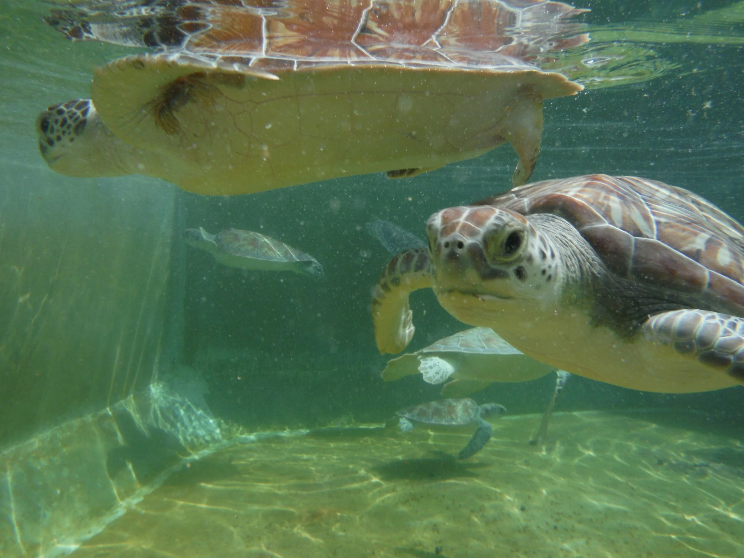 Disney Cruise 2013 884.JPG