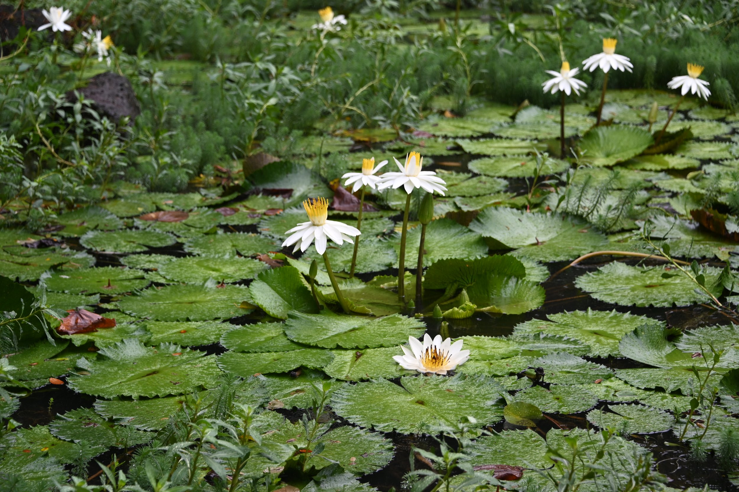 DSC_2386.jpg