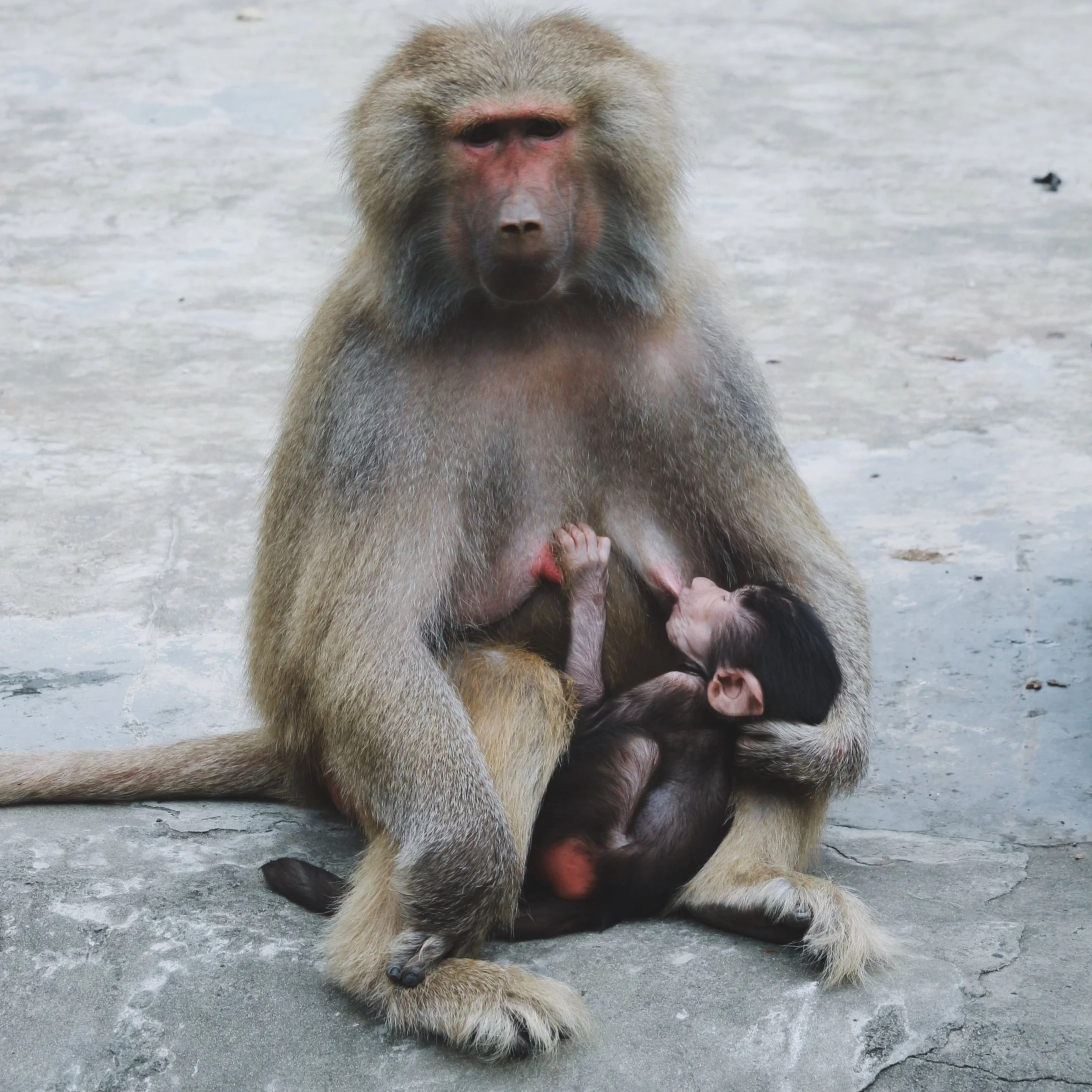 Breastfeeding: A Mindfuck