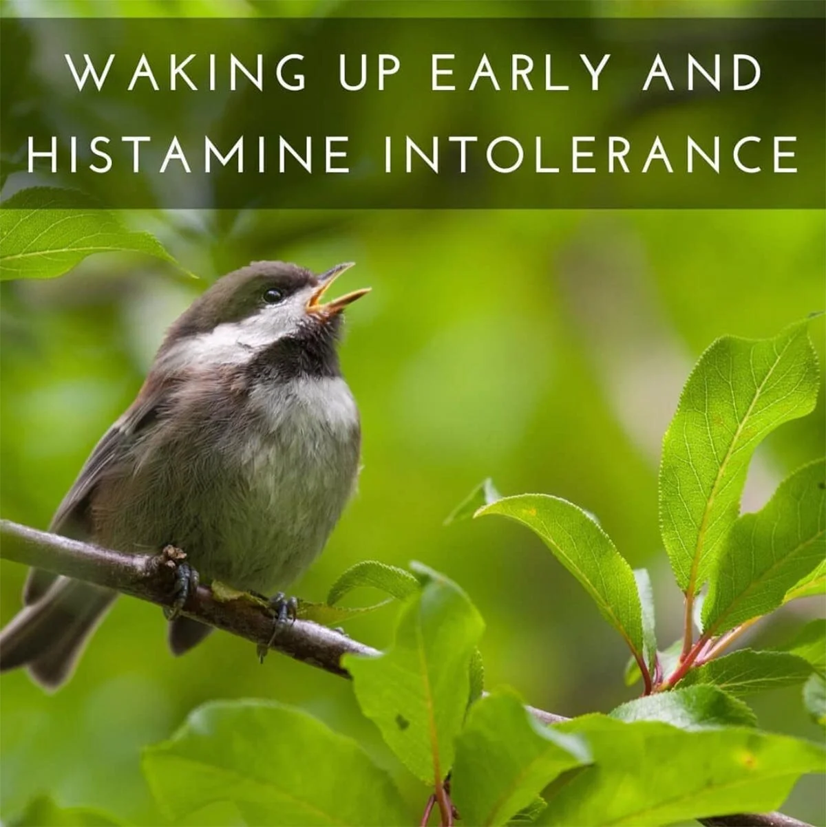 Waking up early and histamine intolerance