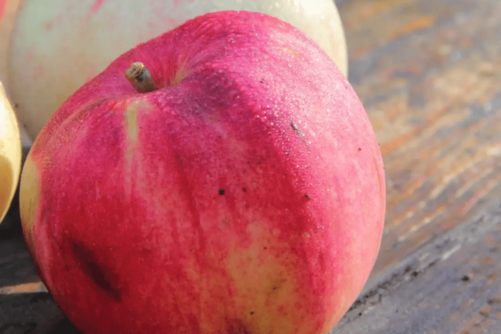 Are Apples High in Histamine? Diet, Supplements and cuttingedge tips