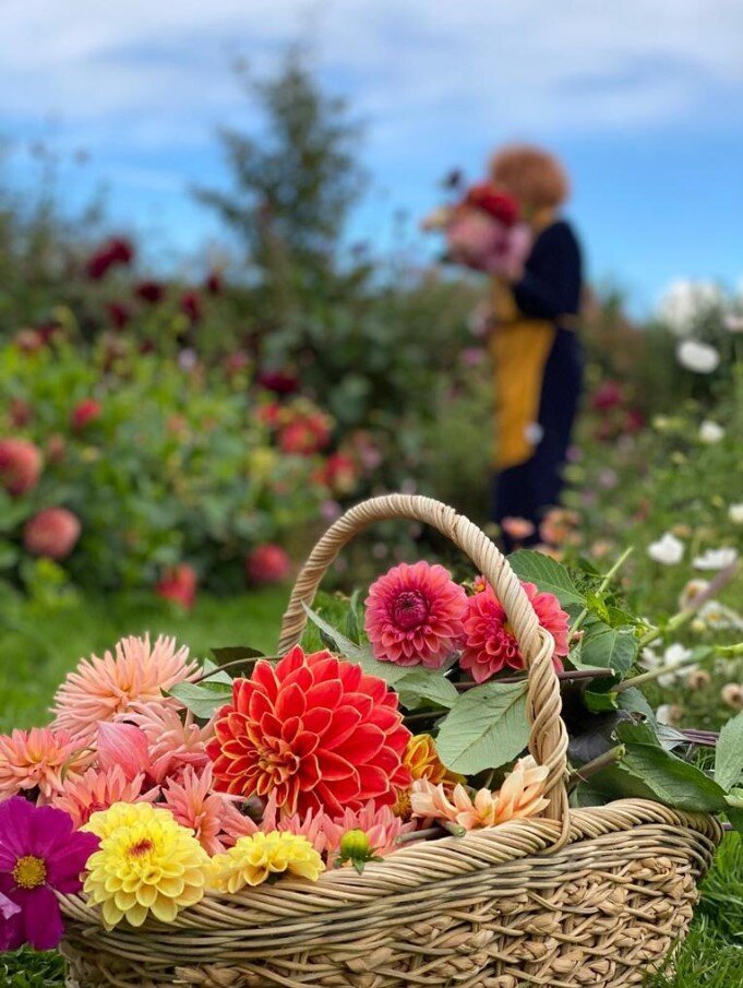 Basket+of+flowers.jpeg