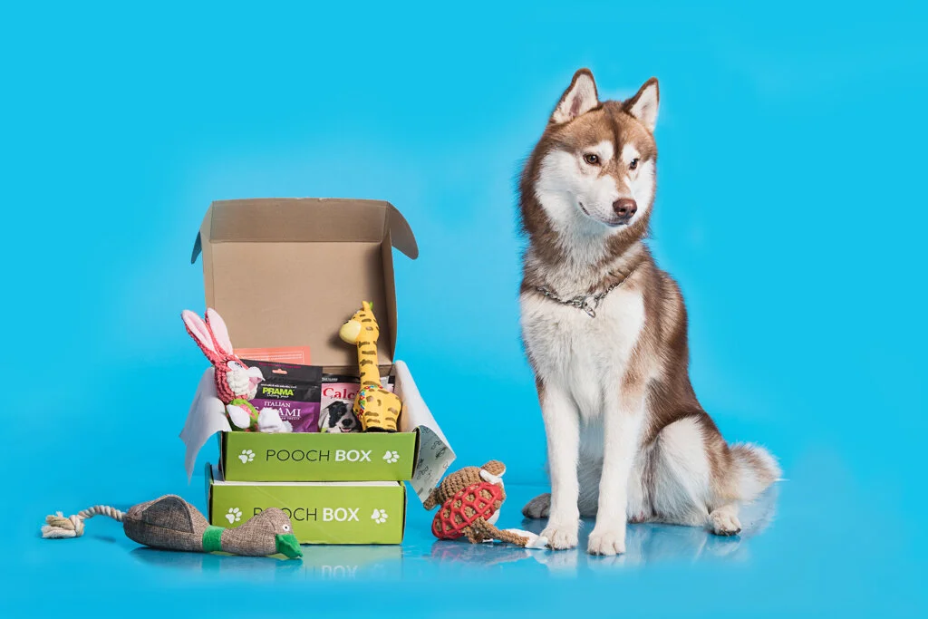 Paw- friendly Shoot for Pooch Box