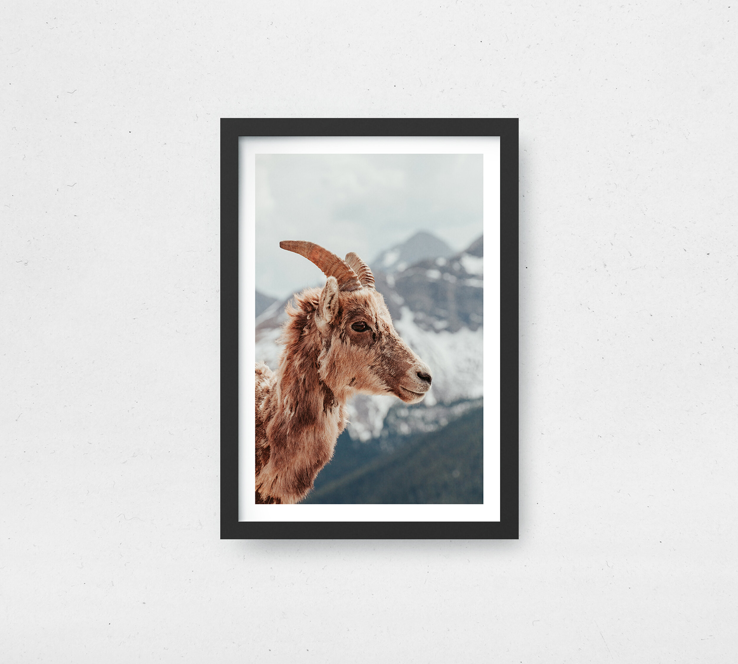 Mountain Goat