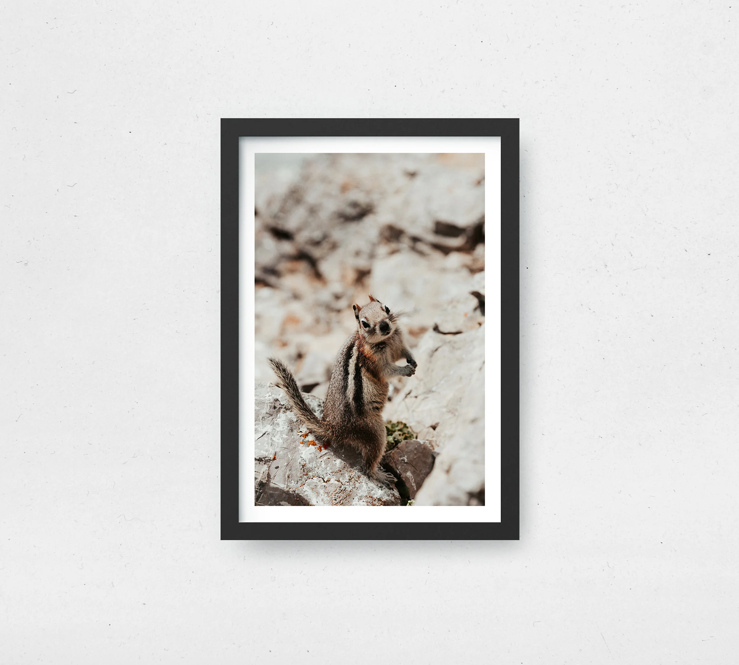 Mr Squirrel_.jpg