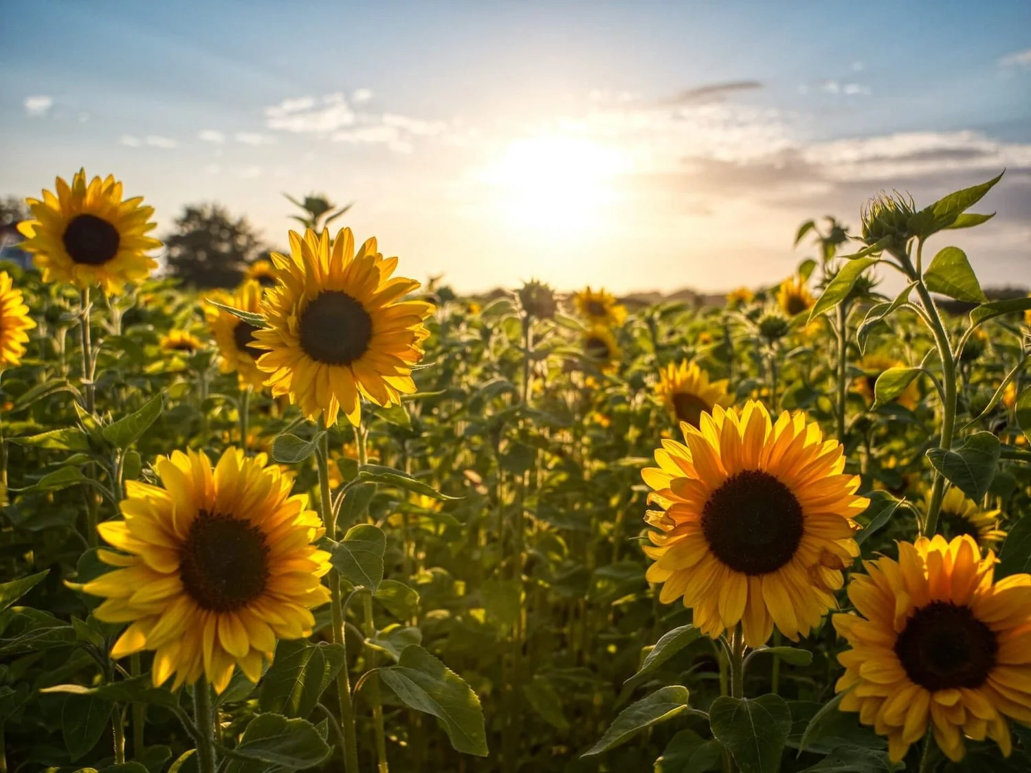 End of Summer Yoga Nidra