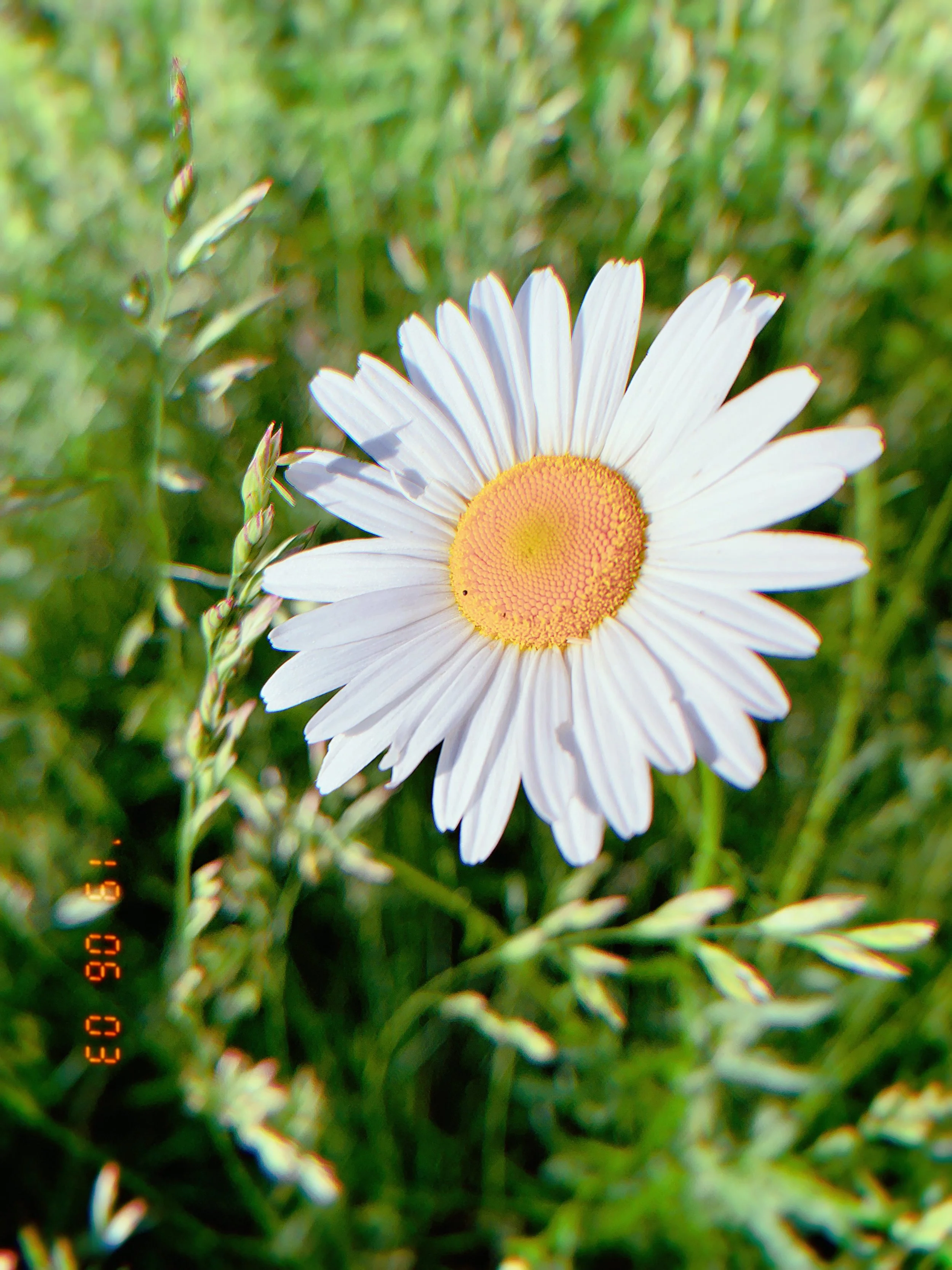 IMG_0973.JPG