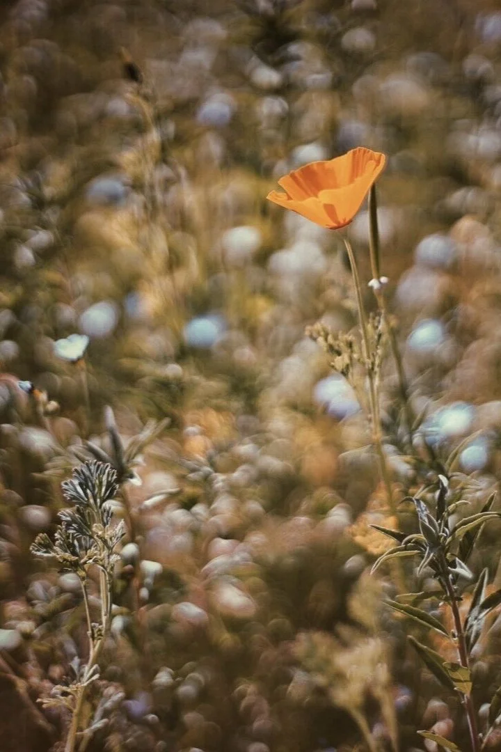 sww_californialove_mood