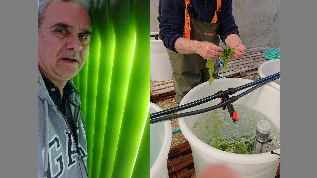 Άνθρωπος και φύκη: μία επισκόπηση του σήμερα με προβολή στο μέλλον