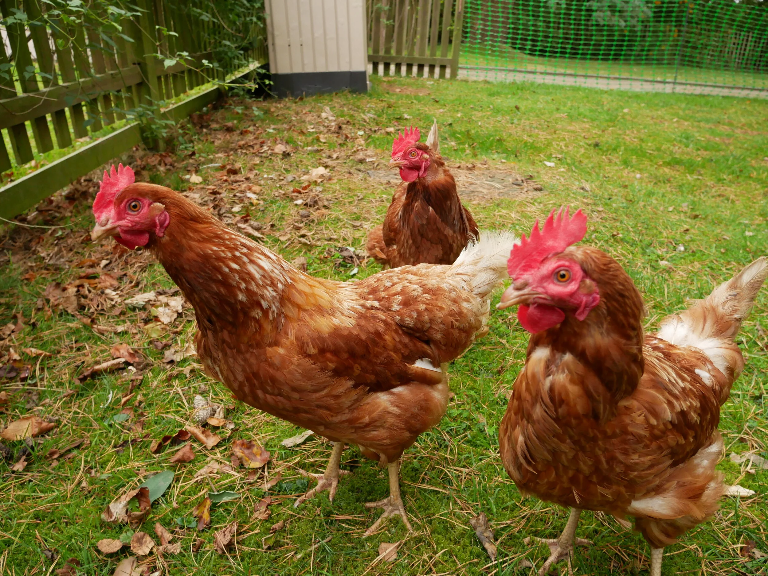 Liz, Mary and Anne - our 'eggsperts'!