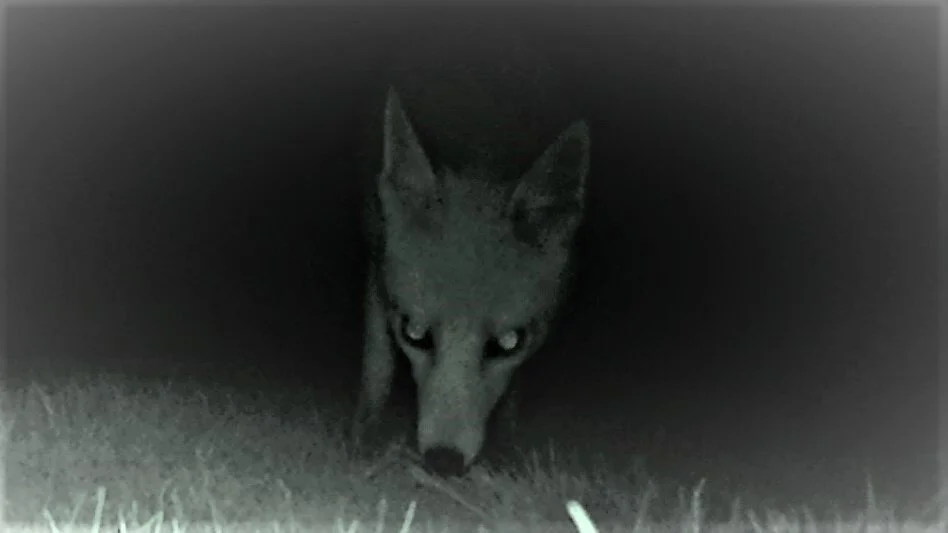 A nocturnal visitor to ValeView