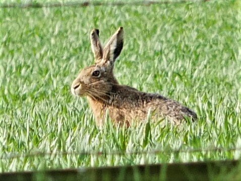 A Brown Hare takes a look at what ValeView has to offer