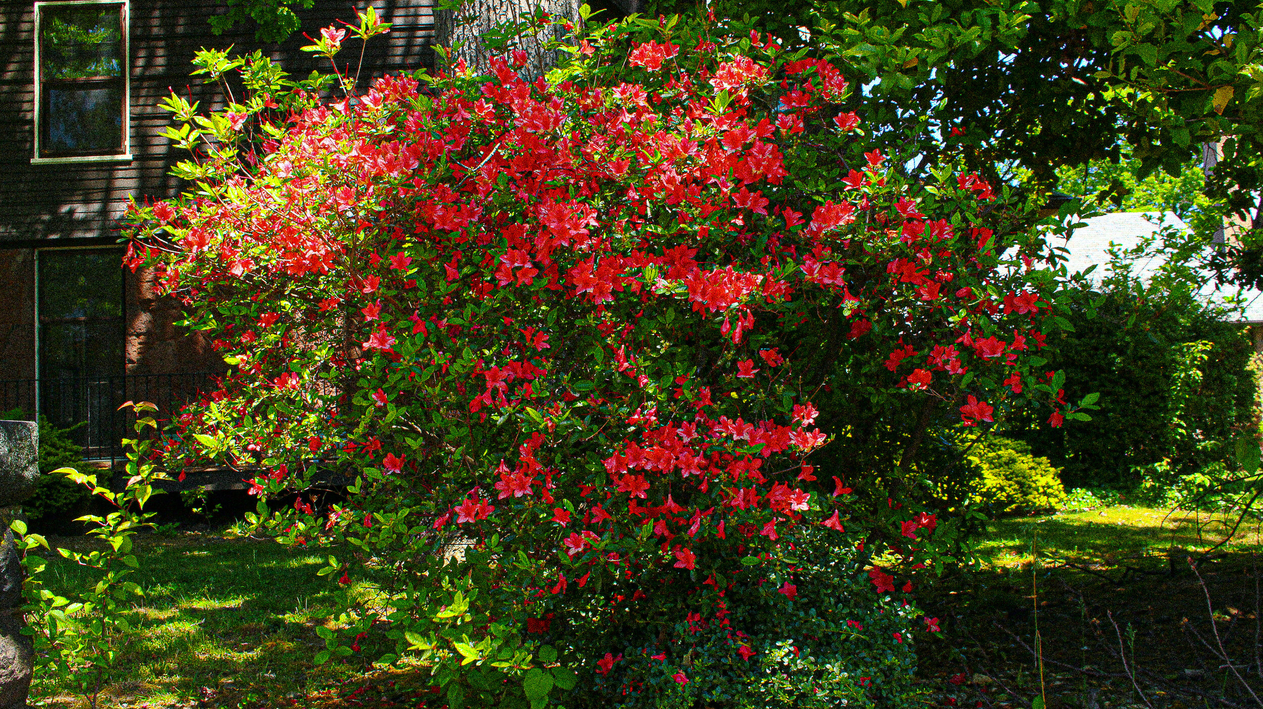 Big Red Bush