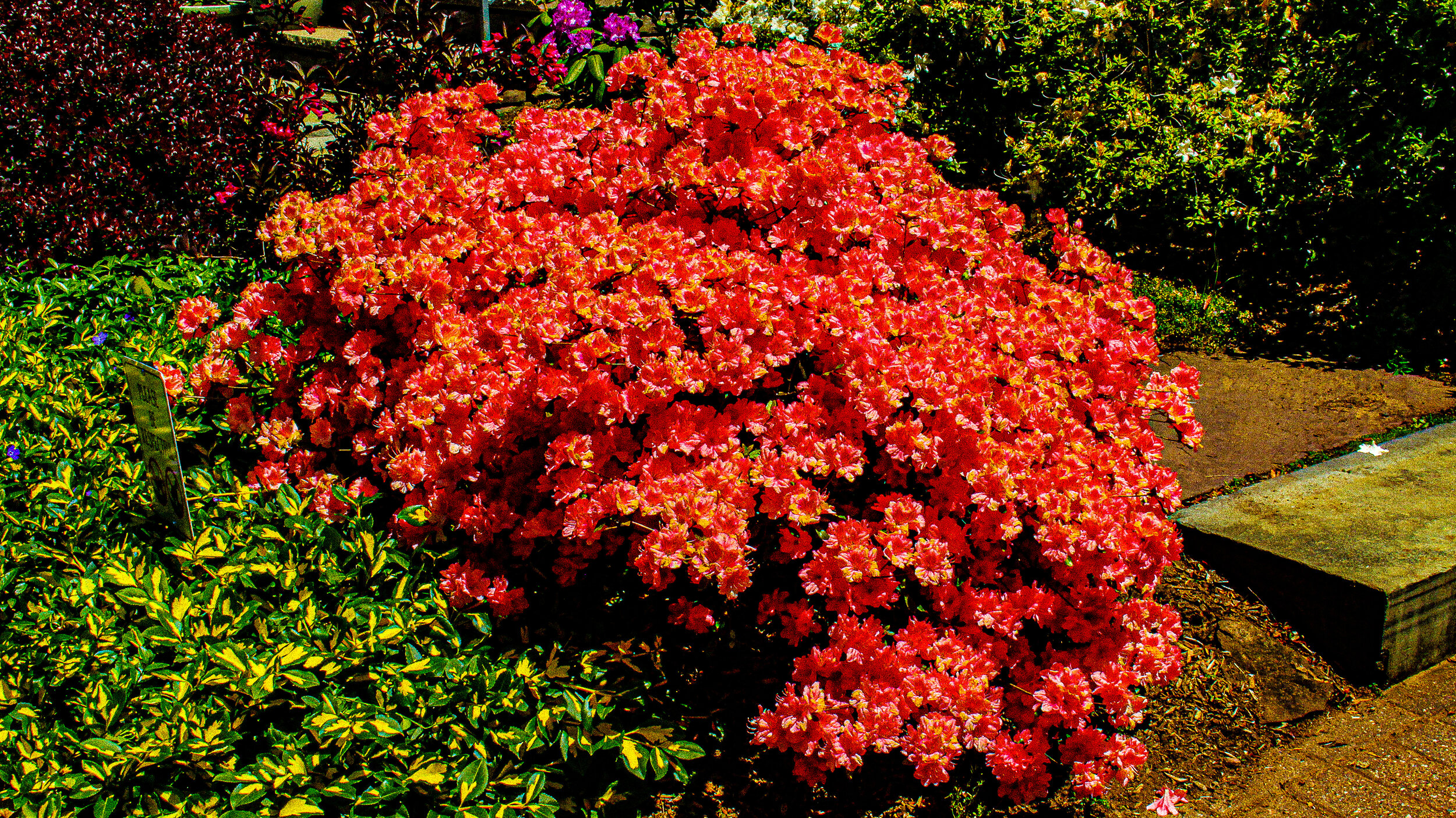 Red Bush