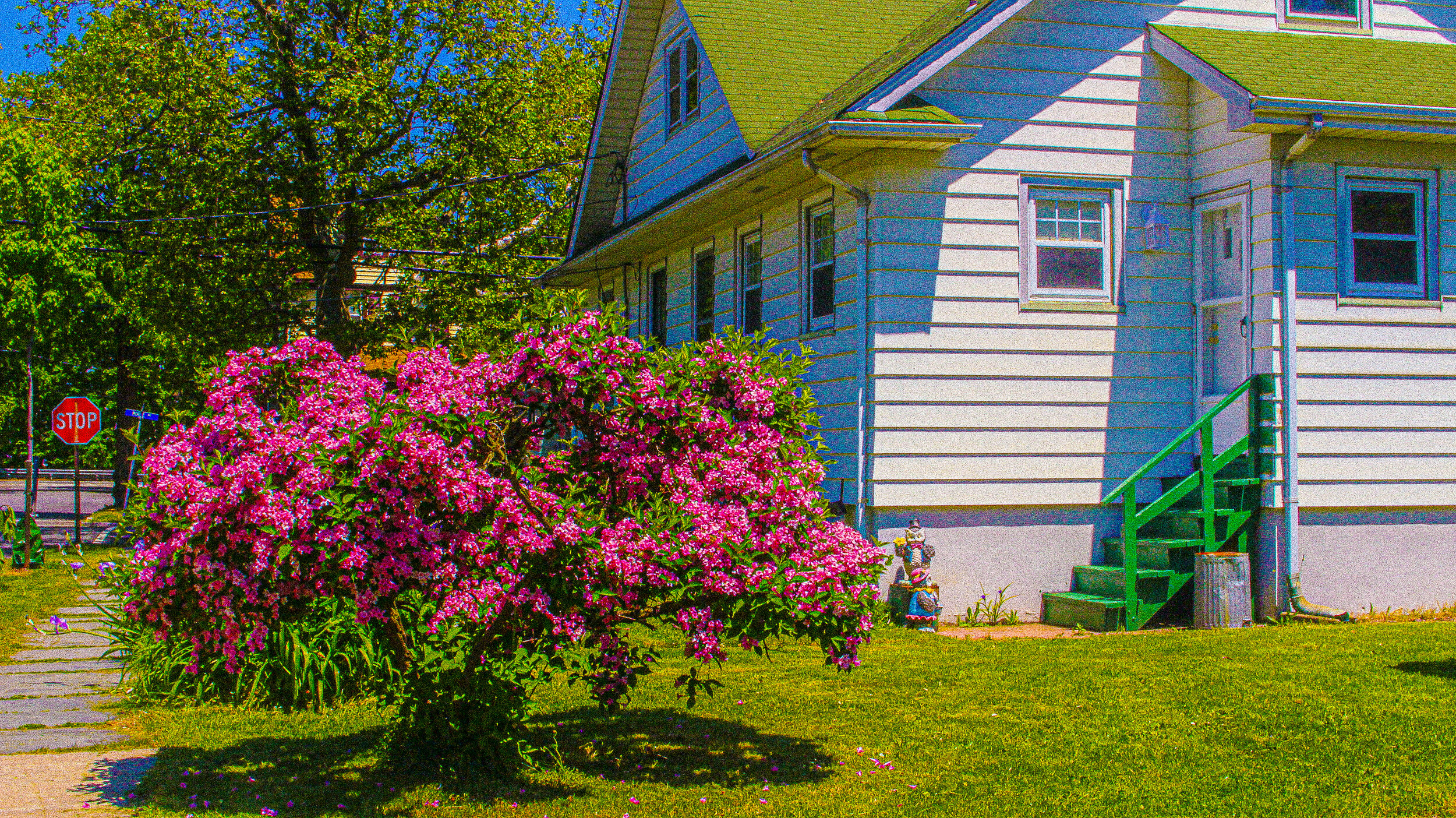 Pink Bush