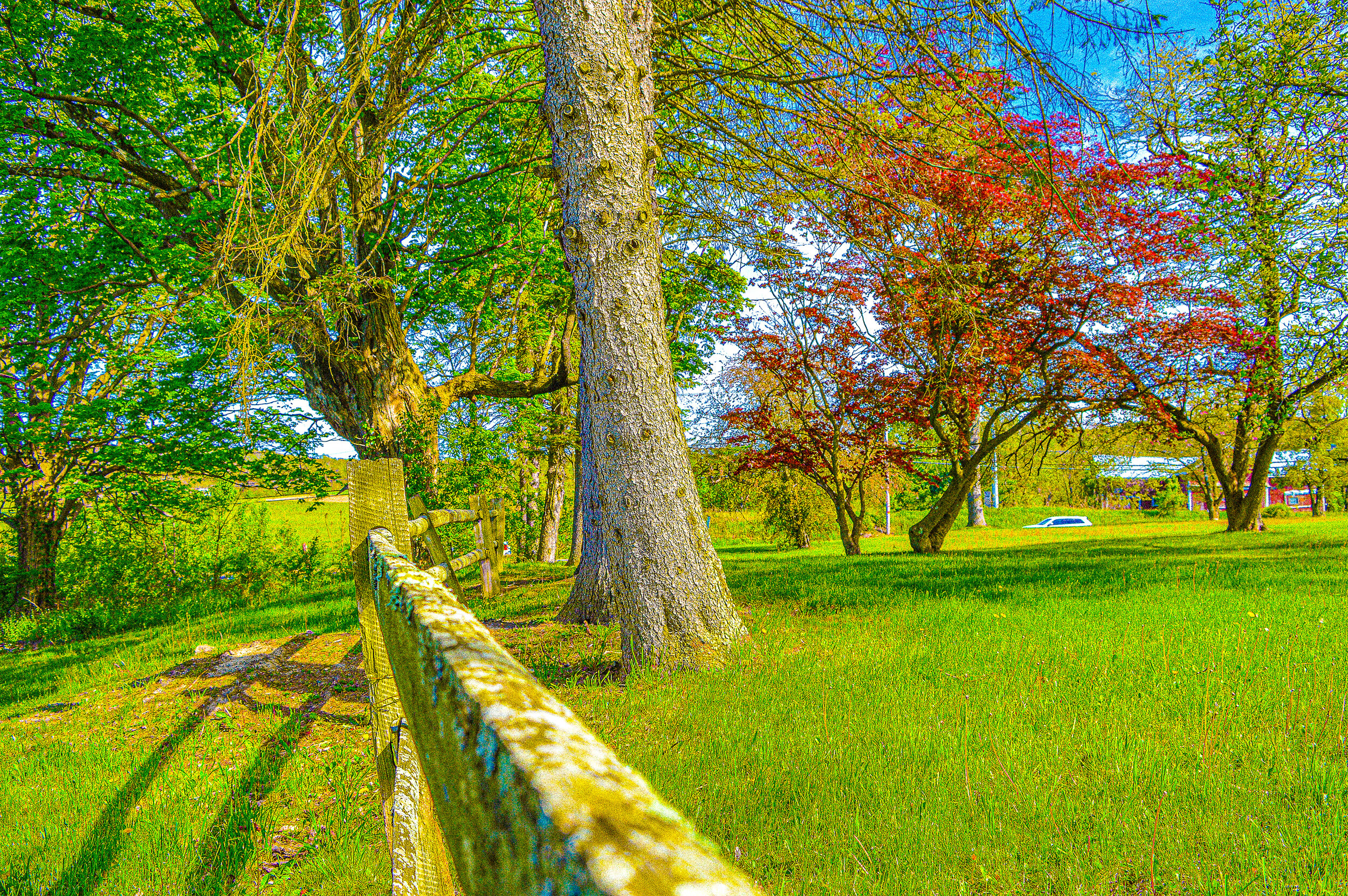 colorfultreesinafieldwithfence.jpg