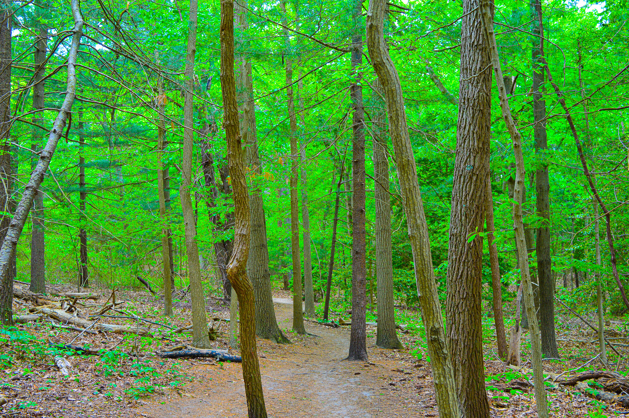 Tall Trees Green Woods