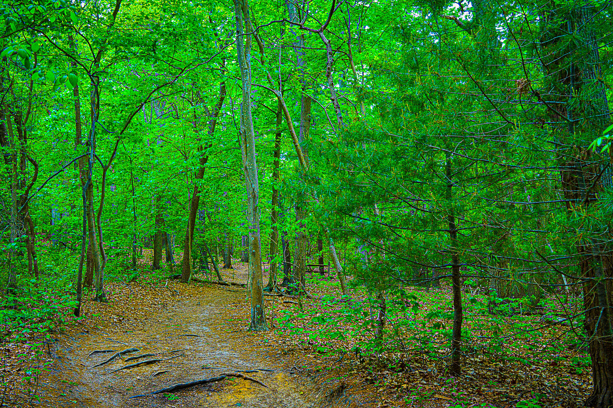 Green Path to the Woods