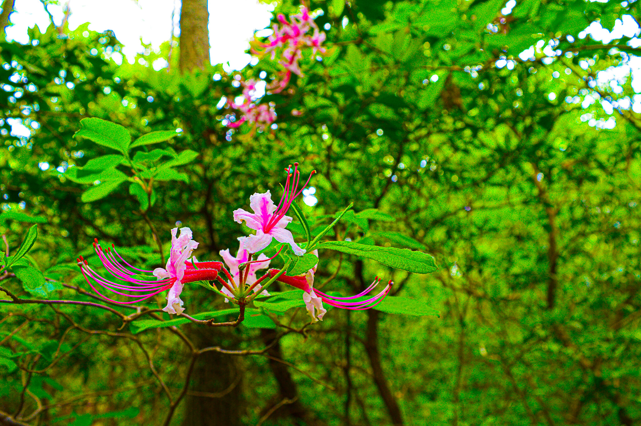 Pink Flowers in the Woods