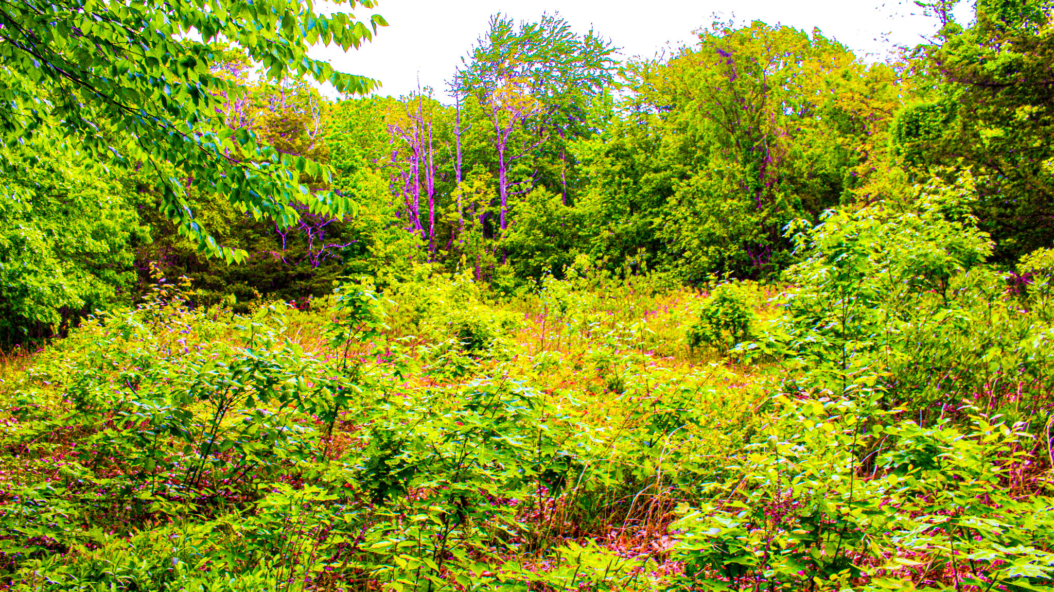 Colorfull Shrubs