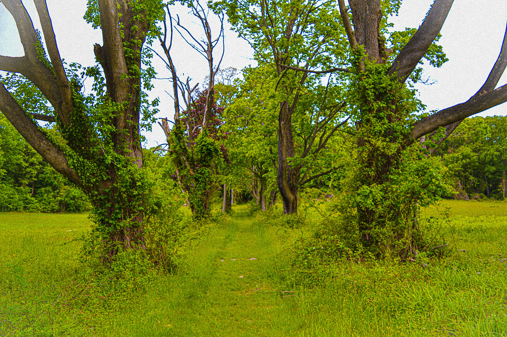Path To The Woods