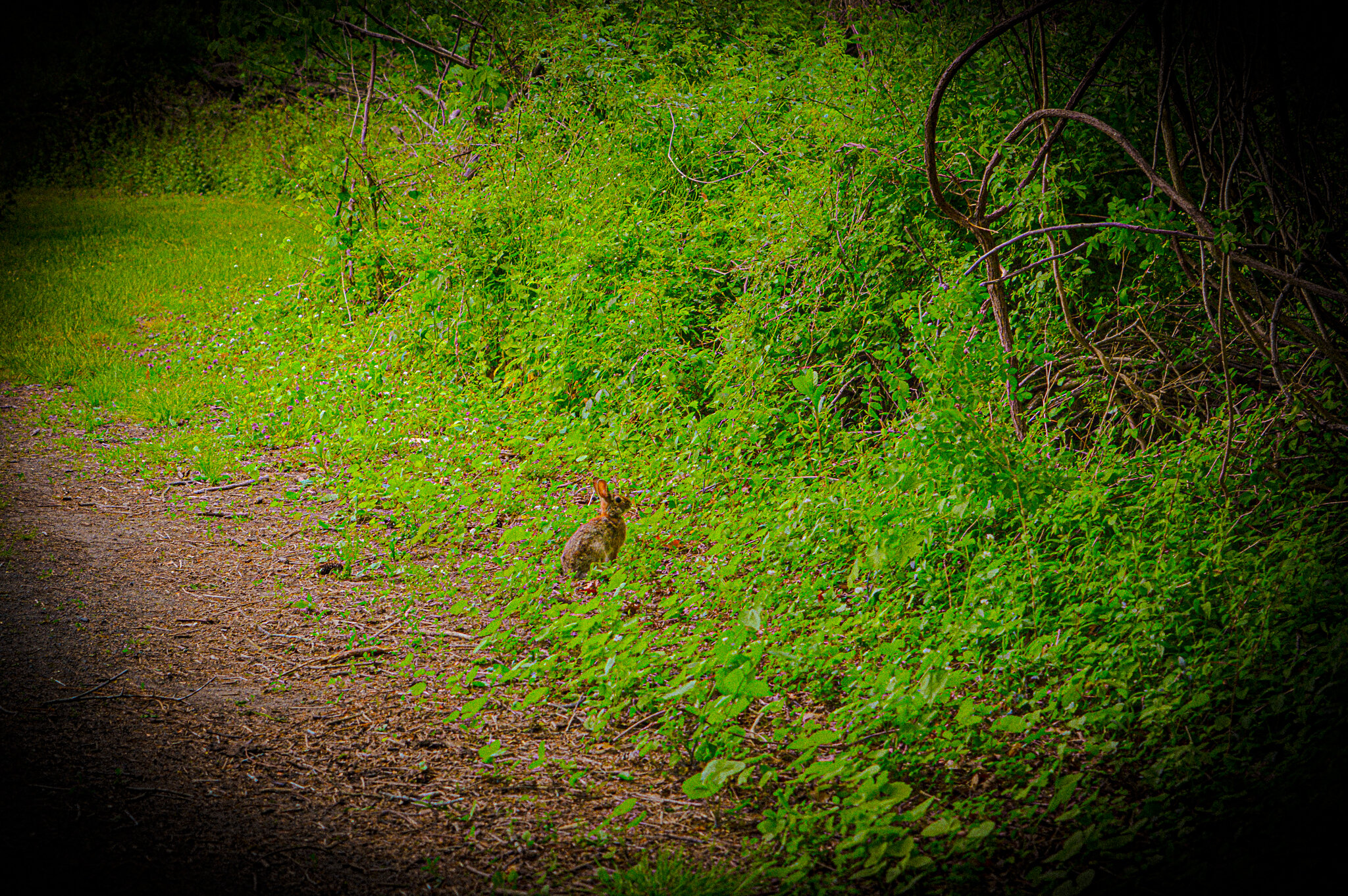 Lonely Rabbit