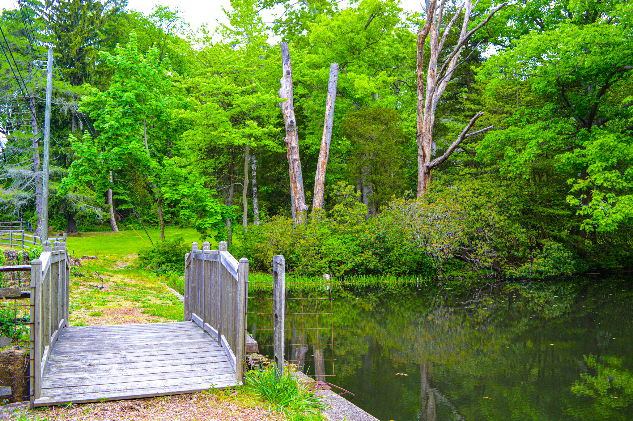 Bridge To The Woods