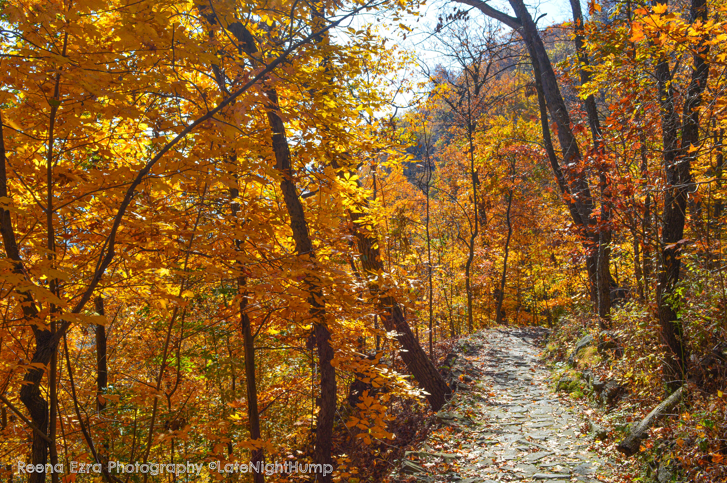 Hike In The Woods