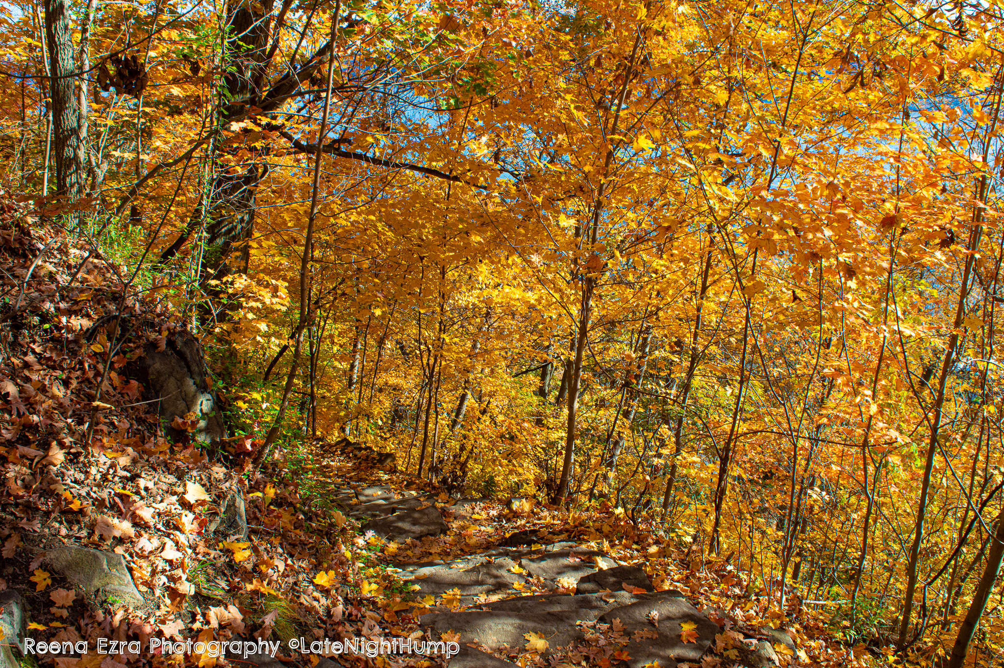 Downward Trail