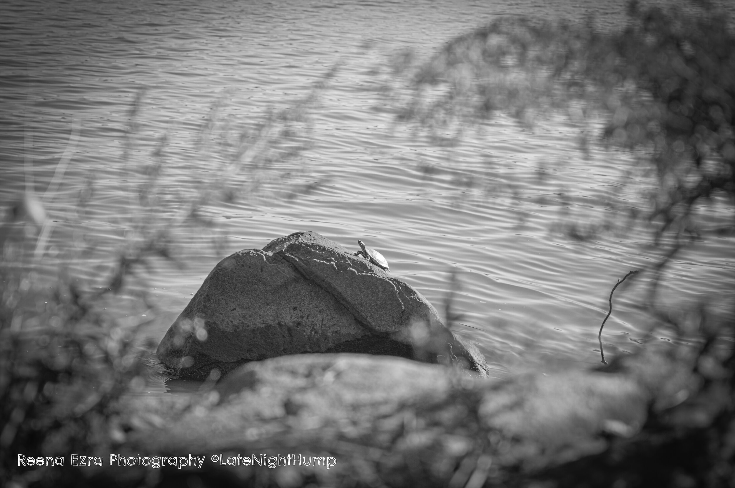 Lone Turtle In Black and White