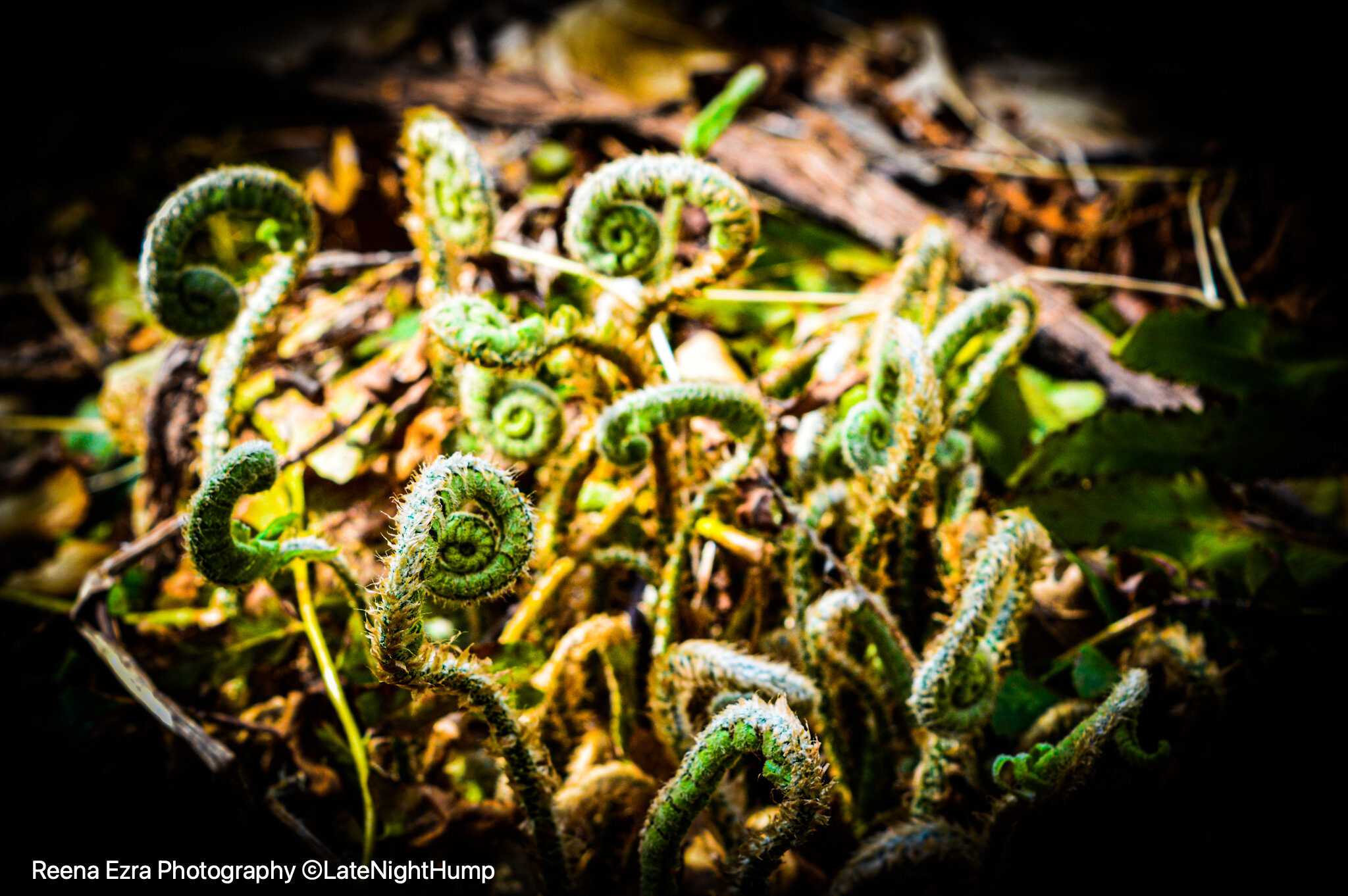 fiddleheads2watermark.jpg