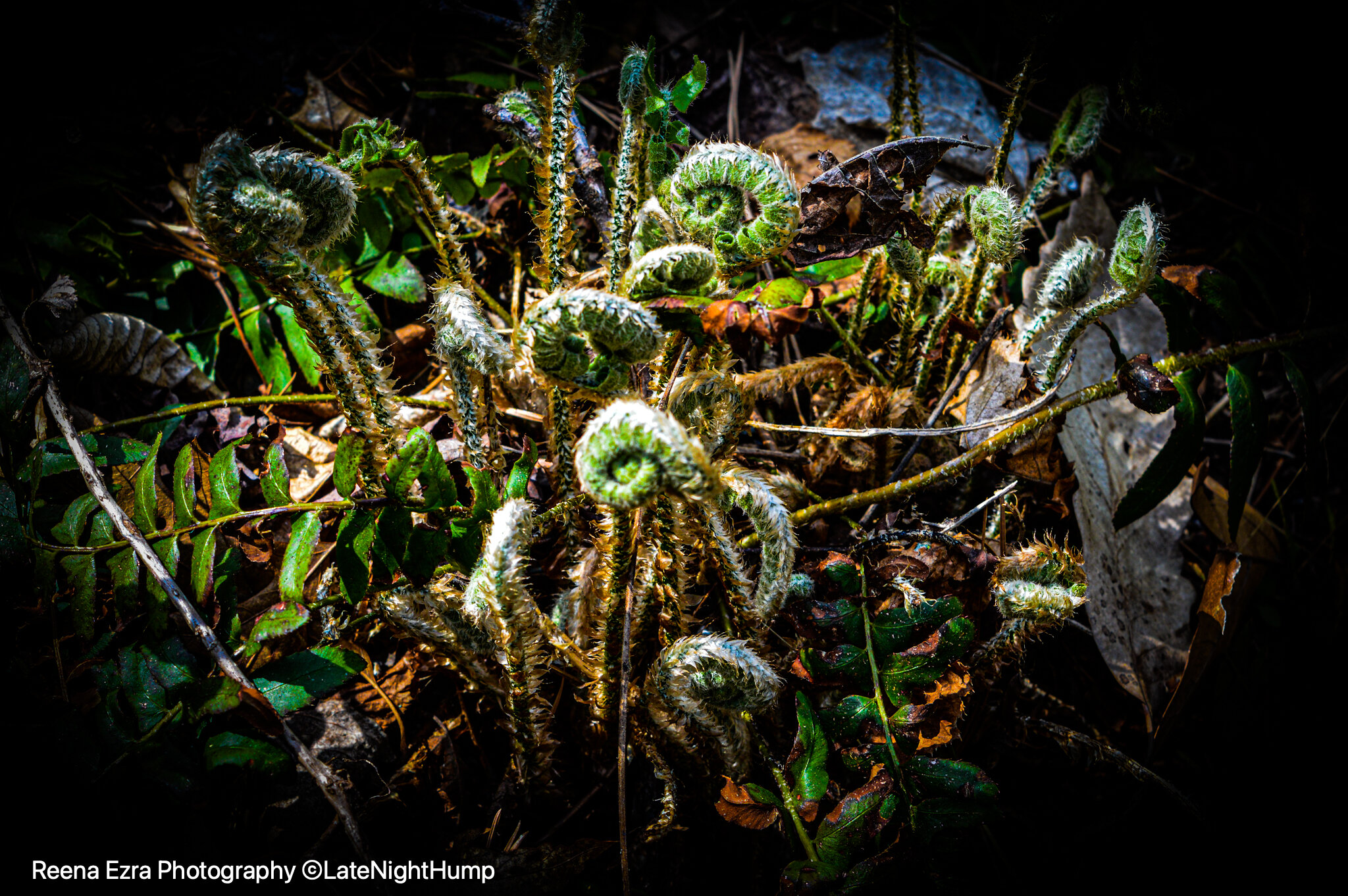 fiddleheads1watermark.jpg